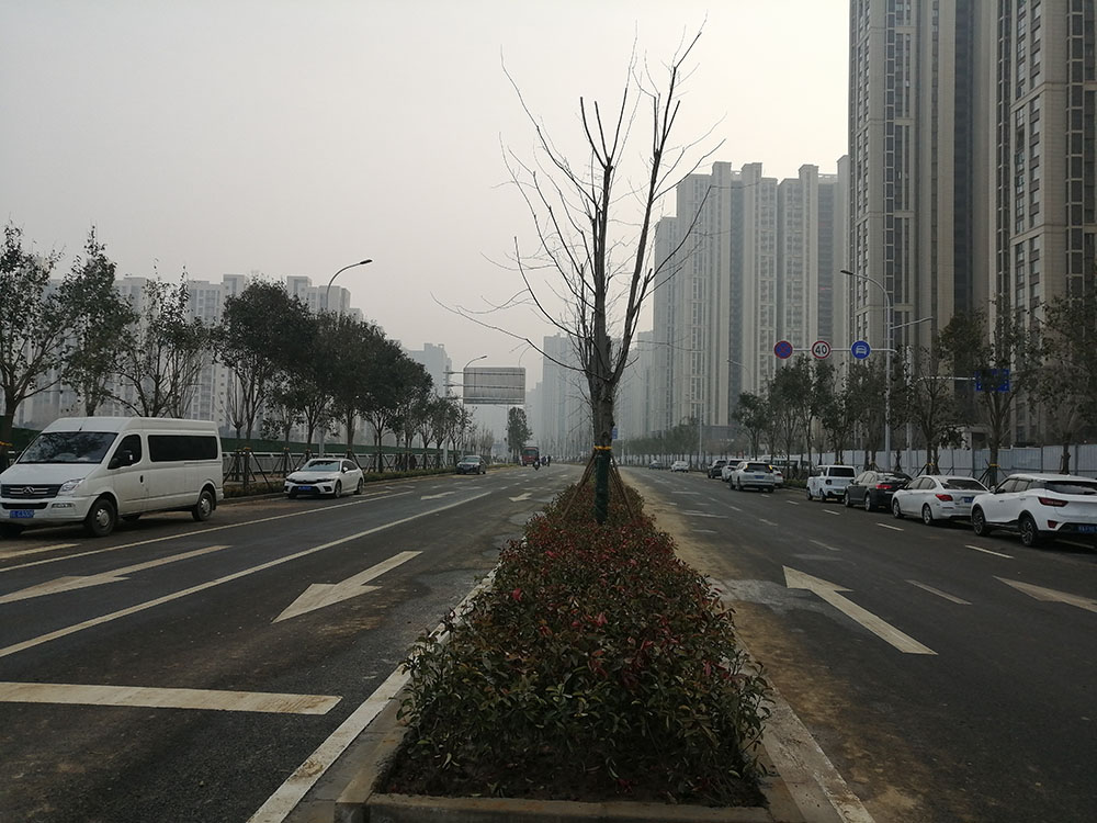 特事特辦、創(chuàng)造速度奇跡 --洛達路（中原路-穎河路）綠化工程完工